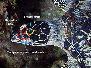 Hawksbill head